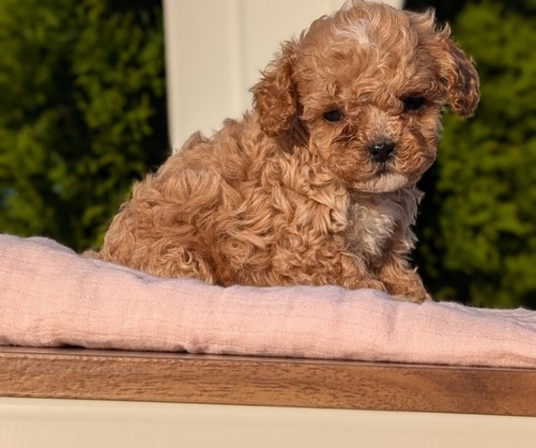 Medium Photo #41 Cavapoo (Miniature) Puppy For Sale in GOSHEN, IN, USA