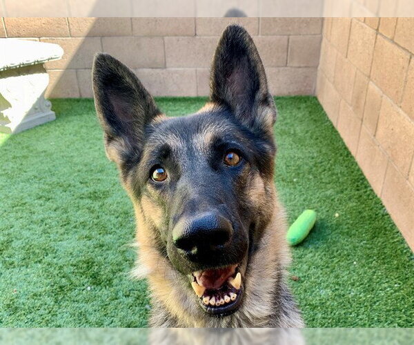 Medium Photo #1 German Shepherd Dog-Unknown Mix Puppy For Sale in Moreno Valley, CA, USA