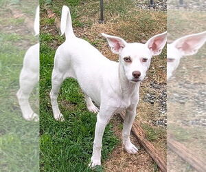 Armani - Female Mutt Dog for Adoption - Photo #3
