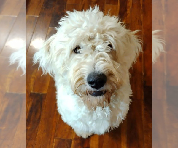 Medium Photo #1 Goldendoodle Puppy For Sale in ATHENS, TN, USA