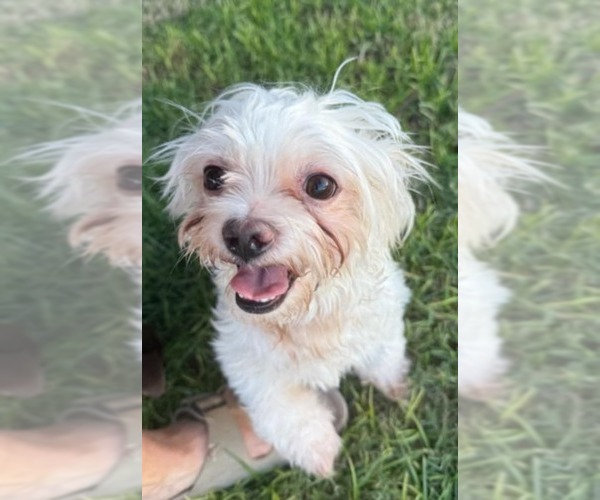 Medium Photo #4 Shih Tzu Puppy For Sale in Tempe , AZ, USA