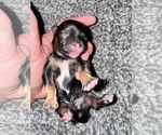 Image preview for Ad Listing. Nickname: Shihpoo