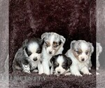 Small #2 Miniature American Shepherd-Miniature Australian Shepherd Mix