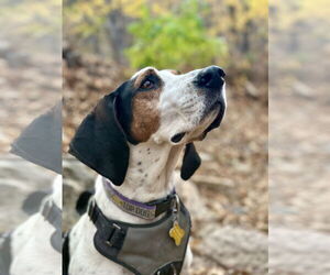 Suzie Q - Female Treeing Walker Coonhound Dog for Adoption - Photo #9