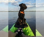 Small #38 Labrador Retriever