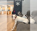 Small #1 Great Dane