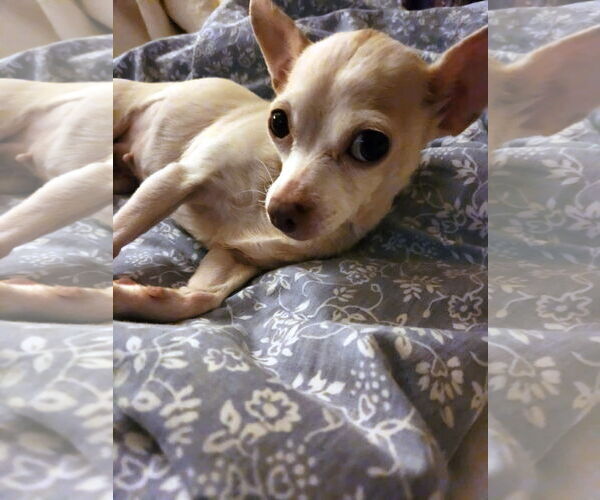 Medium Photo #5 Chihuahua Puppy For Sale in Arlington, VA, USA