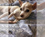 Small #4 Chihuahua