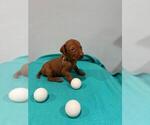 Small Photo #3 Vizsla Puppy For Sale in HOMESTEAD, FL, USA