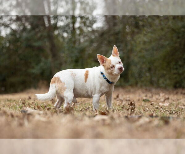 Medium Photo #5 Chihuahua-Unknown Mix Puppy For Sale in Raleigh, NC, USA