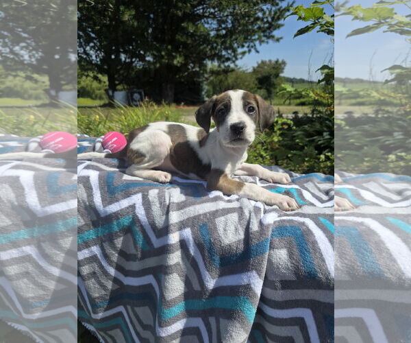 Medium Photo #1 Labrador Retriever-Unknown Mix Puppy For Sale in SHERBURNE, NY, USA