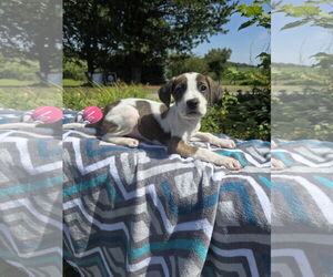 Labrador Retriever-Unknown Mix Dogs for adoption in SHERBURNE, NY, USA