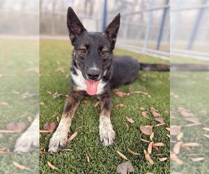 Mutt Dogs for adoption in Baytown, TX, USA