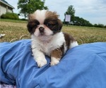 Puppy 4 Jatzu