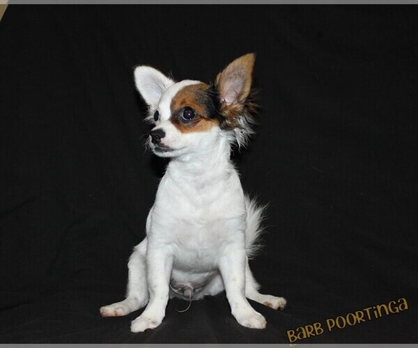 Medium Photo #1 Chihuahua Puppy For Sale in HUDSONVILLE, MI, USA