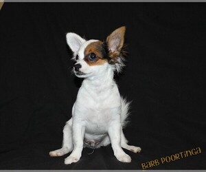 Father of the Chihuahua puppies born on 07/27/2026