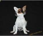 Small Photo #1 Chihuahua Puppy For Sale in HUDSONVILLE, MI, USA