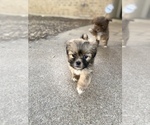 Small Photo #1 Shih Tzu Puppy For Sale in KILLEEN, TX, USA