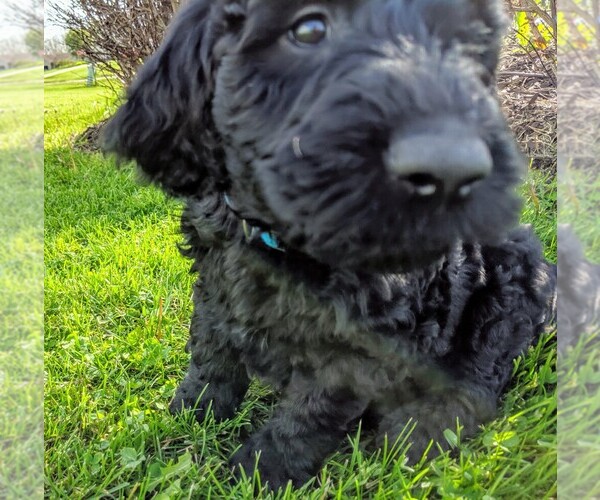 Medium Photo #1 Goldendoodle Puppy For Sale in ROSCOE, IL, USA