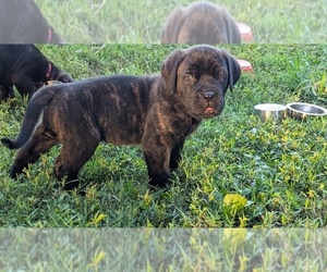 Medium Cane Corso