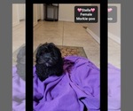 Small #1 Morkie Poo (Toy)