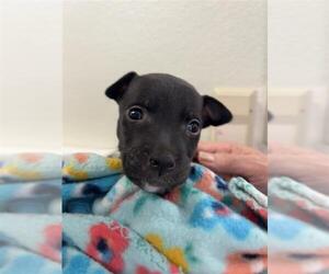 Labrador Retriever-Unknown Mix Dogs for adoption in San Antonio, TX, USA