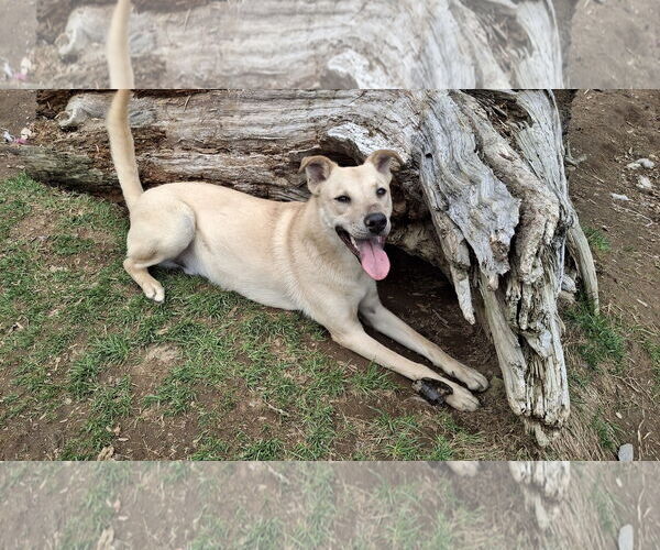 Medium Photo #4 Labrador Retriever-Unknown Mix Puppy For Sale in Sebec, ME, USA