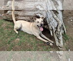 Small #3 Labrador Retriever Mix
