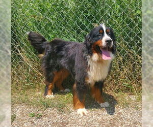 Mutt Dogs for adoption in Lake City, MI, USA