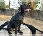 Small #3 Labrador Retriever Mix