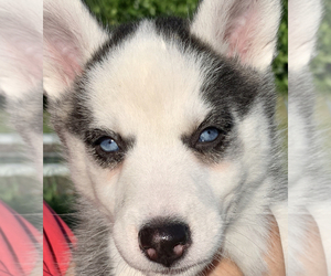Siberian Husky Puppy for sale in ROYAL PALM BEACH, FL, USA