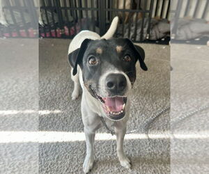 VON - Male German Shorthaired Pointer-Unknown Mix Dog for Adoption - Photo #3