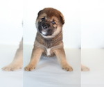 Small #7 Shiba Inu