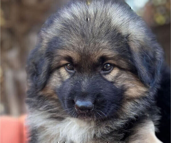 Medium Photo #4 King Shepherd Puppy For Sale in GRAND CANYON CAVERNS, AZ, USA