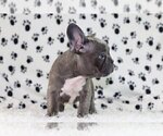 Small Photo #2 French Bulldog Puppy For Sale in BEL TIBURON, CA, USA