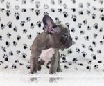 Small #1 French Bulldog