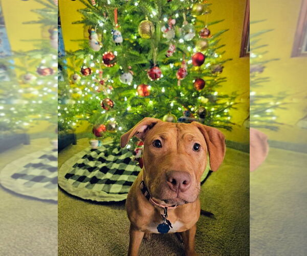 Medium Photo #5 American Pit Bull Terrier-Unknown Mix Puppy For Sale in Plymouth, MN, USA