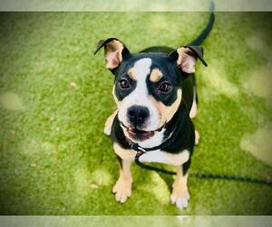 Mutt Dogs for adoption in Orlando, FL, USA