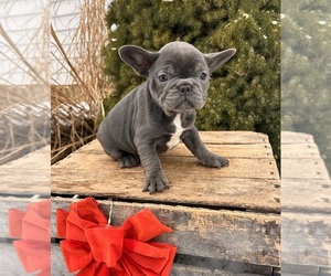 French Bulldog Puppy for sale in MIDDLEBURY, IN, USA