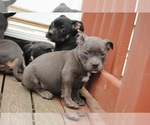 Puppy Puppy 2 American Bully