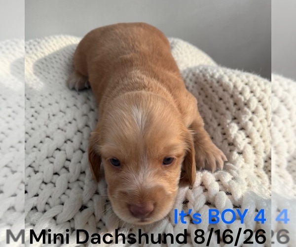 Medium Photo #14 Dachshund Puppy For Sale in MONTPELIER, OH, USA