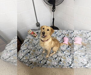 Labrador Retriever-Unknown Mix Dogs for adoption in York, SC, USA