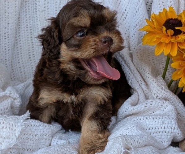 Medium Photo #9 Cock-A-Poo Puppy For Sale in GOSHEN, IN, USA