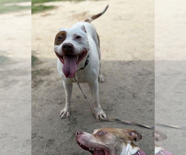 Medium Photo #5 Mutt Puppy For Sale in Virginia Beach, VA, USA