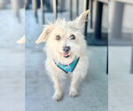 Small #4 Havanese Mix