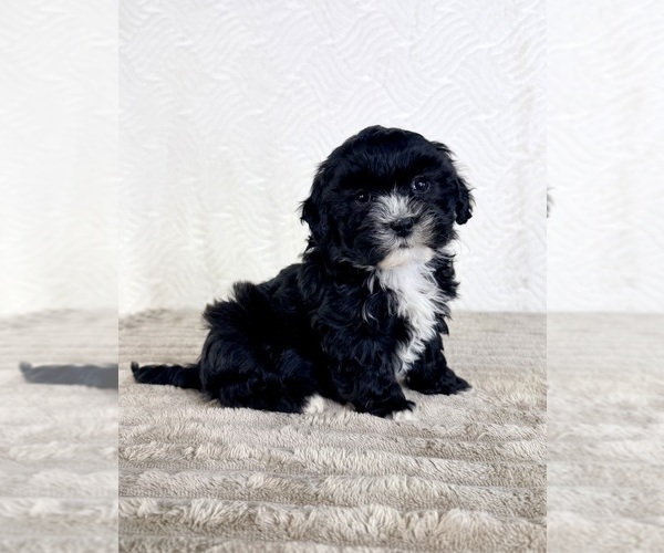 Medium Photo #2 ShihPoo Puppy For Sale in GREENFIELD, IN, USA