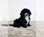 Small #1 ShihPoo