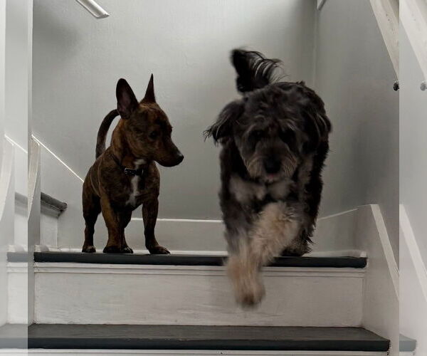 Medium Photo #4 Jack Russell Terrier-Unknown Mix Puppy For Sale in Germantown, OH, USA