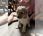 Puppy 3 Goldendoodle