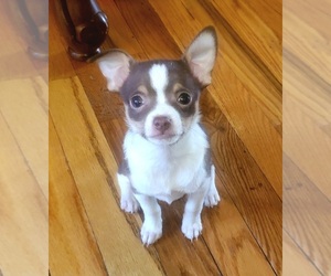 Chihuahua Puppy for sale in OCEAN, NJ, USA